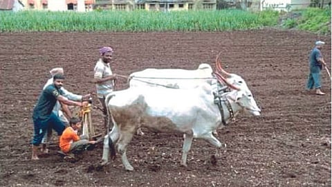 90 percentage  sowing in Chafal division satara