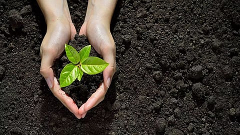 Tree plantation