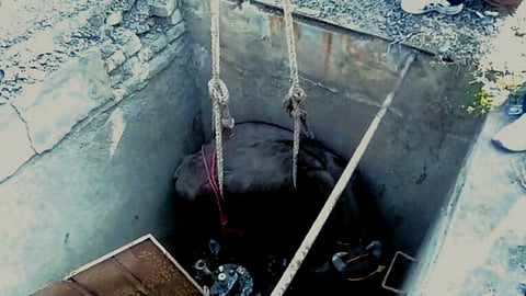 Buffalo