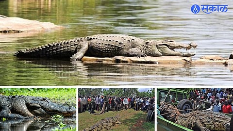 crocodile