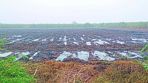 Buldhana farmers Corp damage agriculture loss