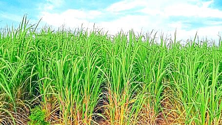 Experimental Woman Farmer Manisha Ingle flourished organic farming  Laboratory soygaon nashik news