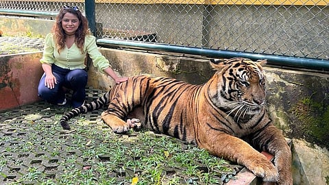 kartiki gaikwad enjoing holydays in thailand tiger kingdom playing with tigers with husband ronit pise 