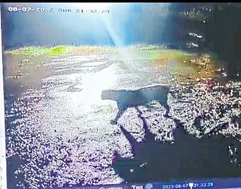 A leopard roaming around the premises of a bungalow caught on CCTV.