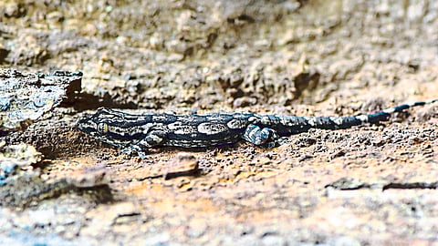 Leschenault's leaf-toed gecko lizard found in Harsul.