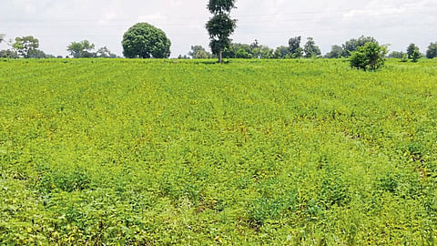 Akola heavy rain farmer crop damage