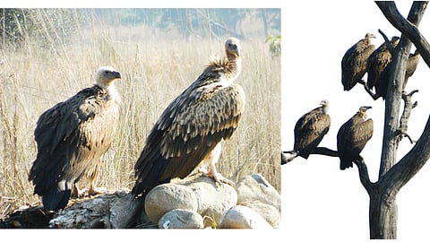 Vulture
