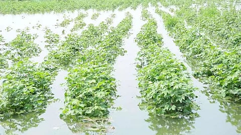farmer crop damage