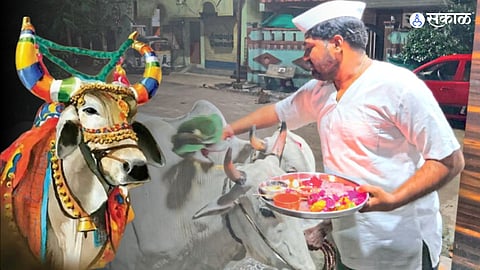 Bail Pola 2023