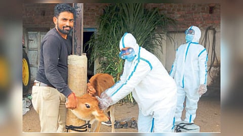 health update Brucellosis Impotence fear in men Symptoms of brucellosis sangli