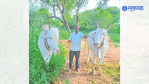 Young farmer Munna Pawar with a pair of bullocks worth two and quarter lakhs