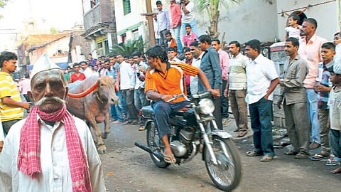 Sambhaji Gandamale writes about Kolhapur tradition of celebrating buffaloes 