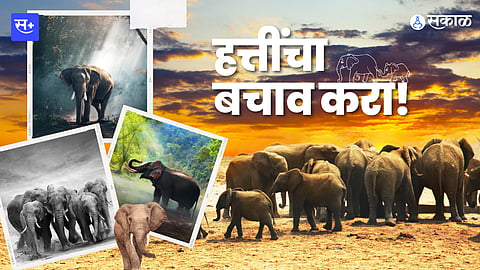 Save Elephant 