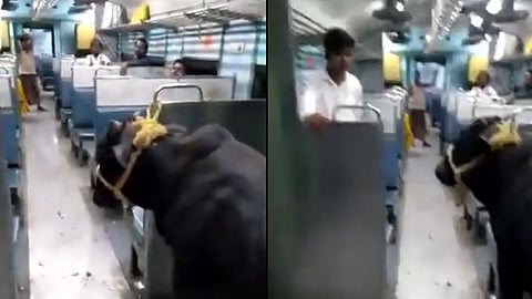 viral video