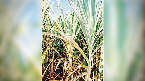 Latur Sugar Factory FRP Pending