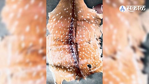 crime news Tumsar forest department Action Three arrested with Cheetah skin 