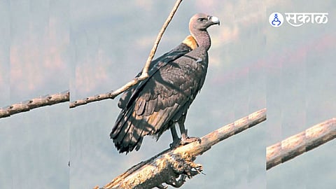 20 pairs of vultures from Haryana in Melghat Nature free after geo tagging animal bird protection