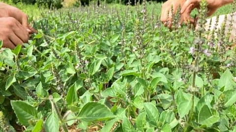 tulsi farming
