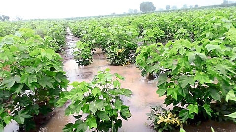 Rain Damage Crop