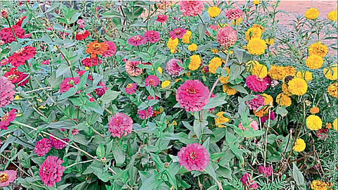 Flower Garden