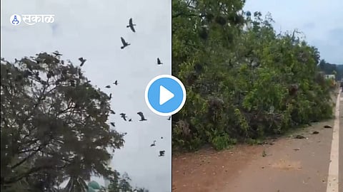 Viral Video