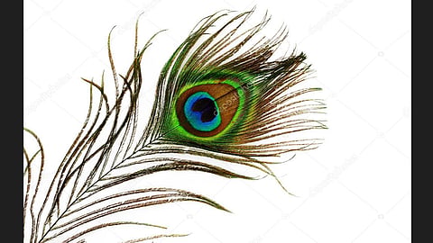 peacock feather