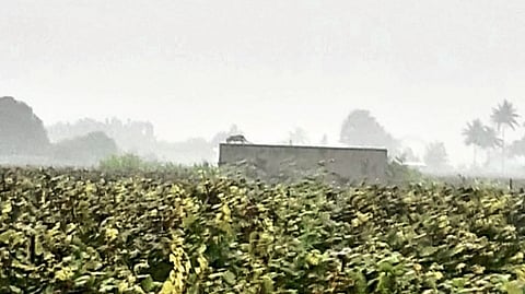 A leopard standing on the roof of a bungalow in Ujani Shivara.