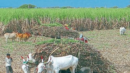 satara 