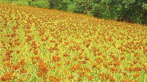 kolhapur crop 