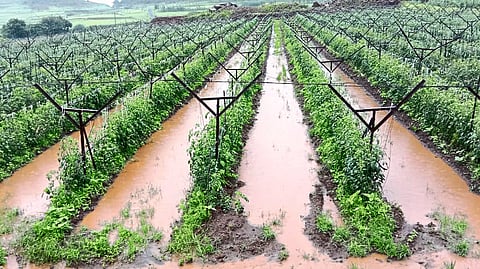 Water accumulated in crops due to heavy rains in Wadgaon, Karvandewadi areas