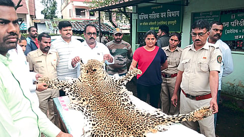 Conservator of Forests Pankaj Garg, Forest Range Officer Ketan Biraris along with four smugglers of leopard skins were arrested along with the goods. 
