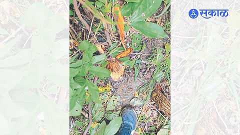 चंदन तस्करांचा वन कर्मचाऱ्यांवर गोळीबार  