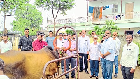 A veterinary officer vaccinating animals against lumpy disease at a veterinary hospital here. Neighbor officials, villagers.