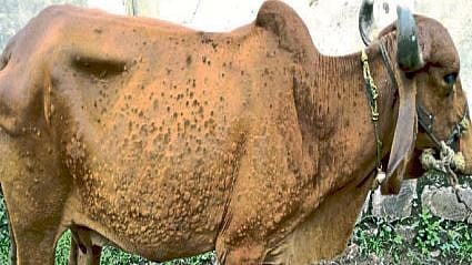 lumpy skin disease