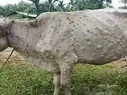 kilhapur  Lumpy