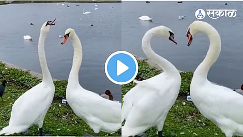 Swans