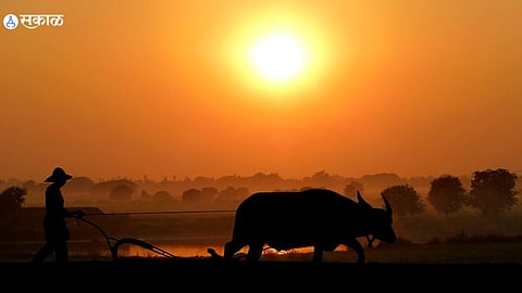 Farmer 