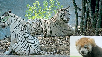 darjeelings padmaja naidu himalayan zoological park recognised  best in india
