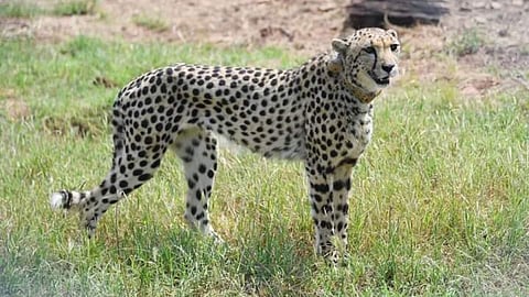 cheetah kuno national park 