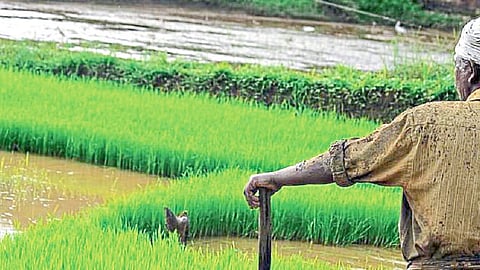 crops after harvest
Report the damage within 72 hours