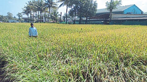 Kolhapur farmer