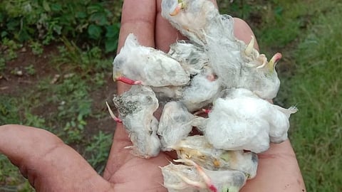 Soybean Crop 