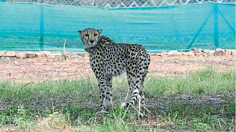 Leopard