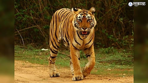 Pune’s dog squad in action as they track a tiger in Bhivpur taluka, with the operation being reviewed by the chief conservator.