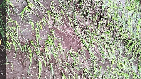 Onion field destroyed by hail