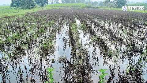 crop loss rain destroyed grass farmers damage Karad 