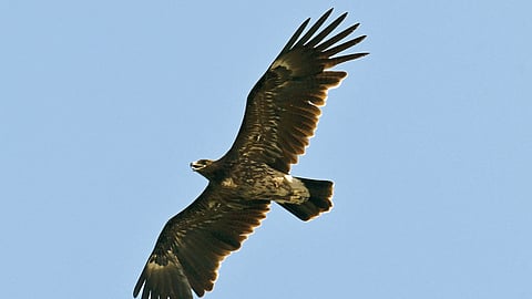 Greater Spotted Eagle