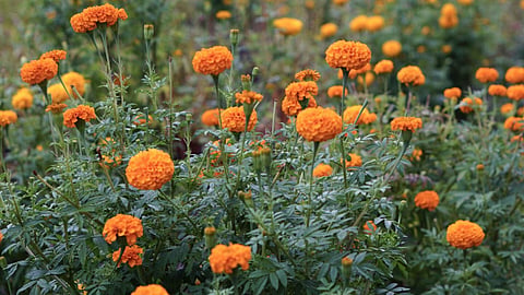 Marigold flowers
