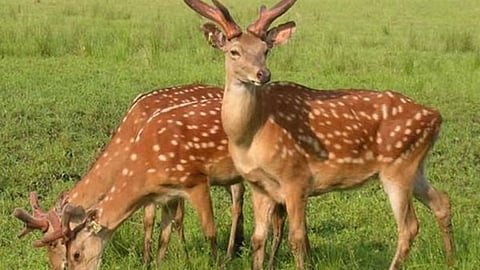 deer