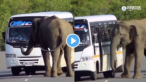 Elephant